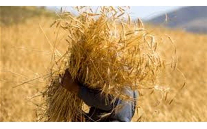 انتقاد گندمکاران از تاخیر در پرداخت مطالبات