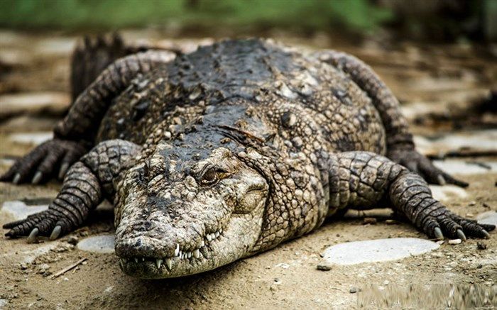 گاندوی سرگردان زمین های کشاورزی شهرستان سرباز به دام افتاد