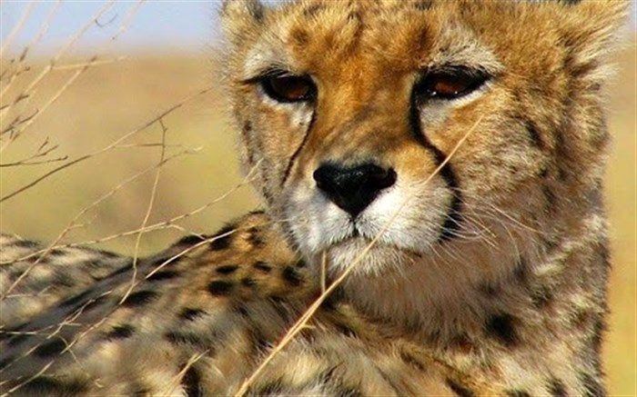 محیط زیست رامسر: ادعای شکار پلنگ در اشکور در حال بررسی است