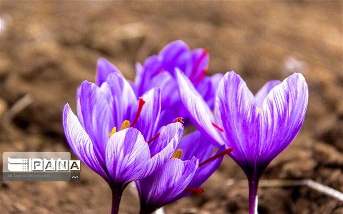 قیمت زعفران۲۰ درصدکاهش یافت