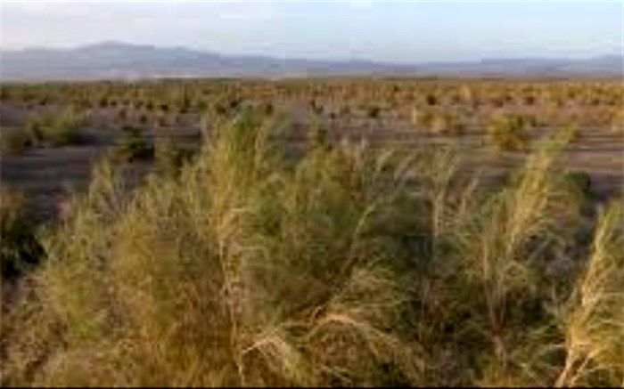 افتتاح ٤٤٨ پروژه مقابله با بیابان‌زایی