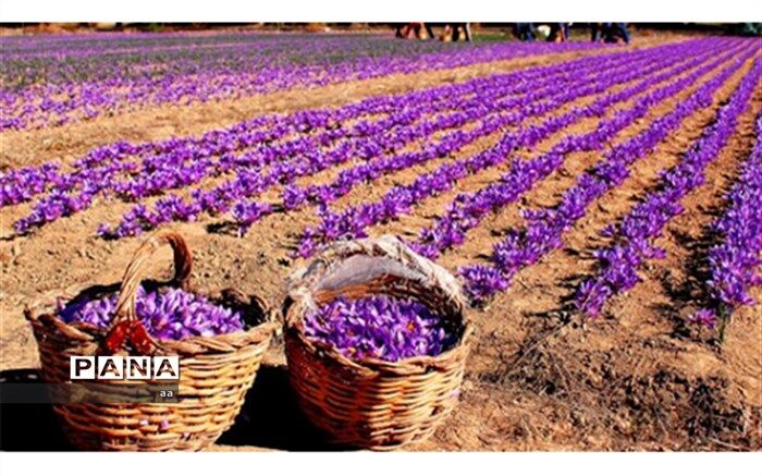 ایجاد صندوق‌های سرمایه‌گذاری زعفران در بورس لرستان