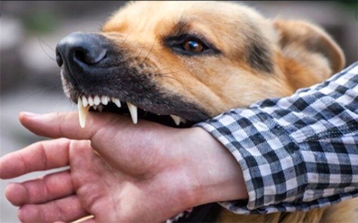 سیر صعودی آمار حیوان گزیدگی در کشور طی ۱۰ سال گذشته