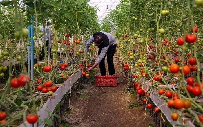 سهم ۲۰ هزار میلیارد ریالی بانک کشاورزی در تولید محصولات گلخانه‌ای