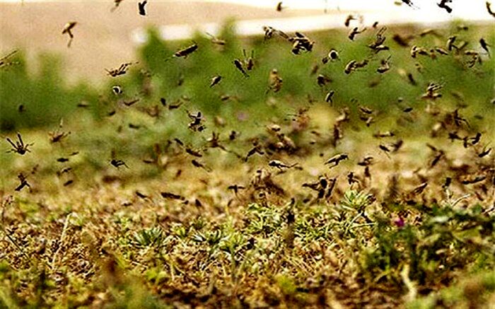 مبارزه با ملخ صحرایی در بیش از۳۹۲هزار هکتار