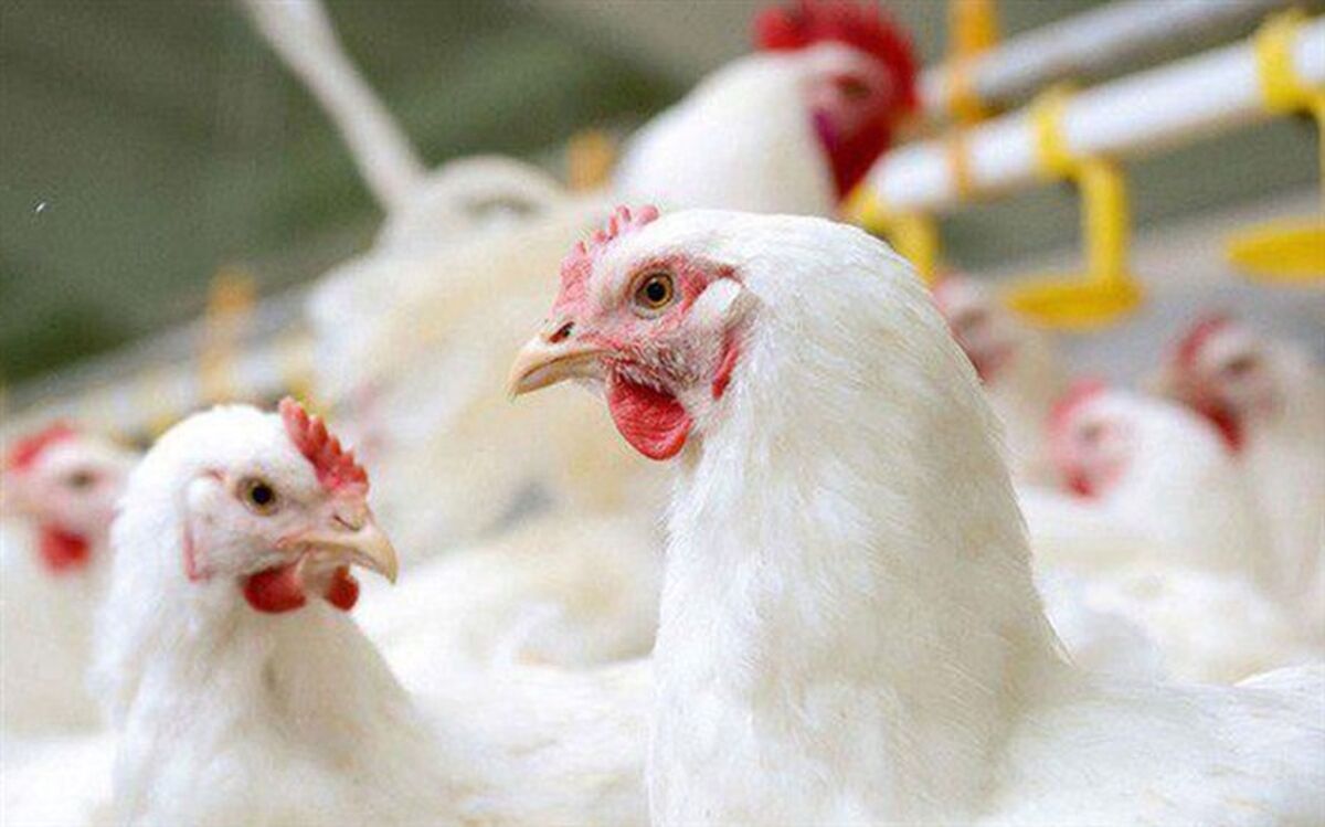 قیمت ۱۵هزار تومانی مرغ کفاف هزینه‌های تولید را نمی‌دهد
