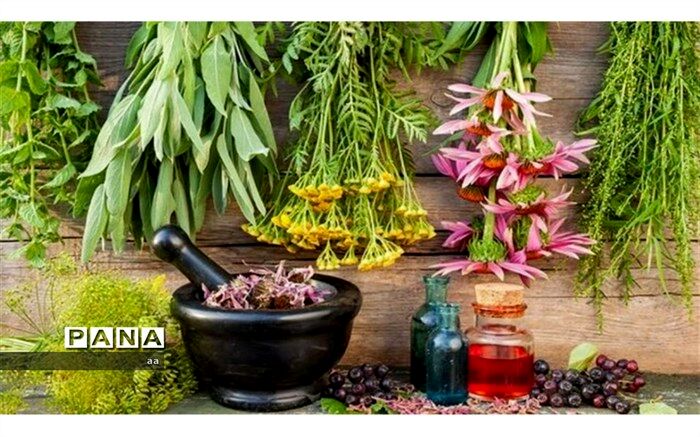 عملیات ساخت کارخانه فرآوری گیاهان دارویی در الیگودرز آغاز شد