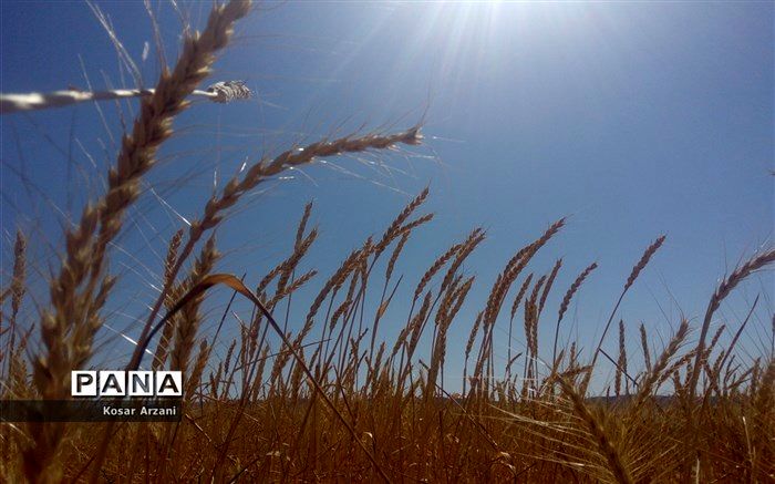 40 میلیارد از مطالبات گندم‌کاران و کلزاکاران مازندران پرداخت شد