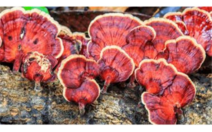 تولید  قارچ  گانودرما  برای اولین بار توسط کشاورز نی‌ریزی