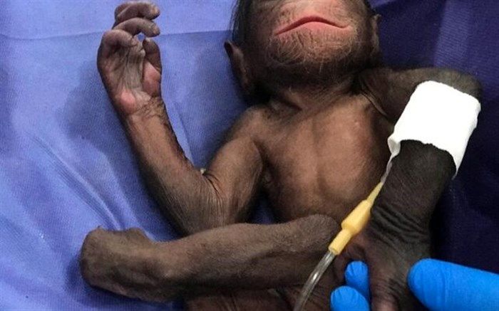 جنجال بر سر سرنوشت یک شامپانزه ۳ ساله!