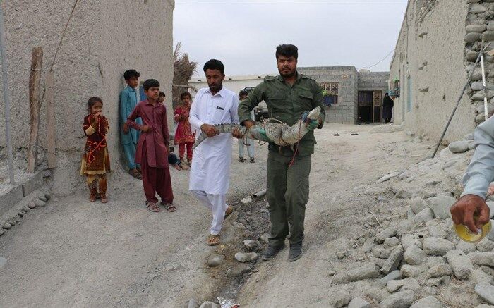 مهمان شبانه روستاهای منطقه حفاظت شده گاندو به خانه اش بازگشت