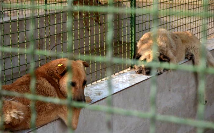 ضرورت توجه شورای شهر تهران در اختصاص بودجه برای زیرساخت‌های نقاهتگاه‌های شهری