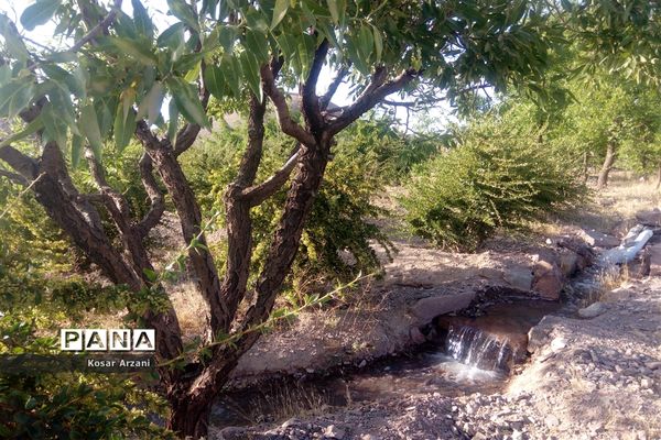 آبیاری مزارع روستا تقوک