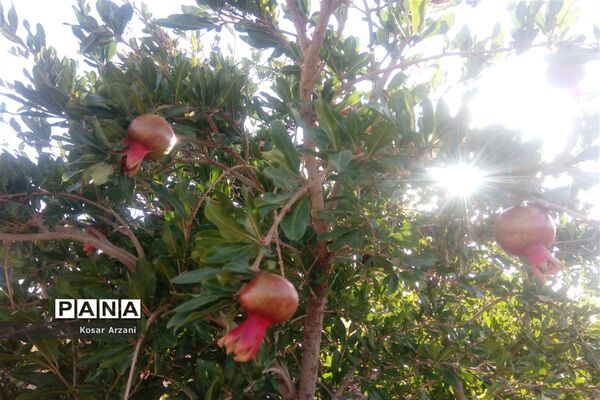 آبیاری مزارع روستا تقوک