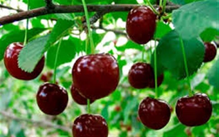 به جای استامینوفن آلبالو بخورید!