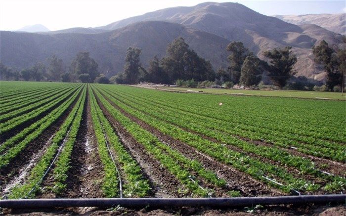 اجرای آبیاری نوین در ۲۵۰۰ هکتار از اراضی البرز