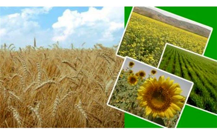 رشد ۲۲ درصدی تولید محصولات زراعی