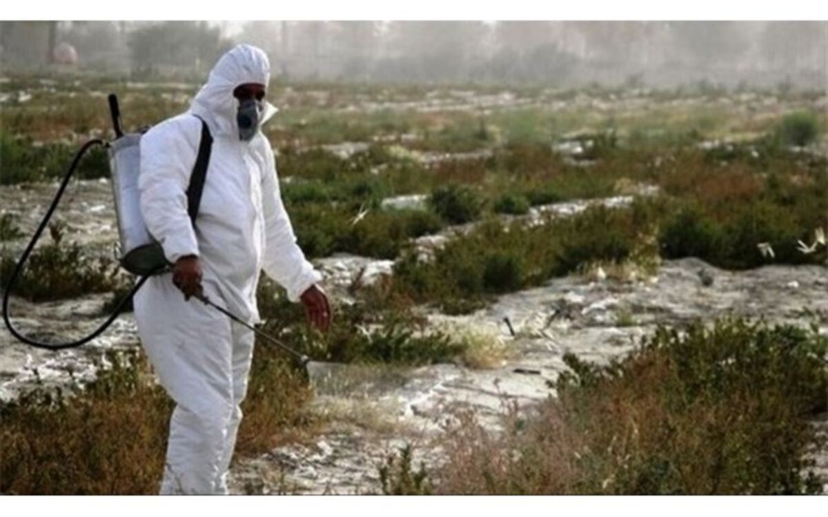 پایان مبارزه بی امان ۹ ماهه با آفت جهانی ملخ صحرایی مهاجر در سیستان وبلوچستان