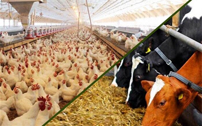 نرخ نهاده‌های دامی بهای مرغ را تعیین می‌کند