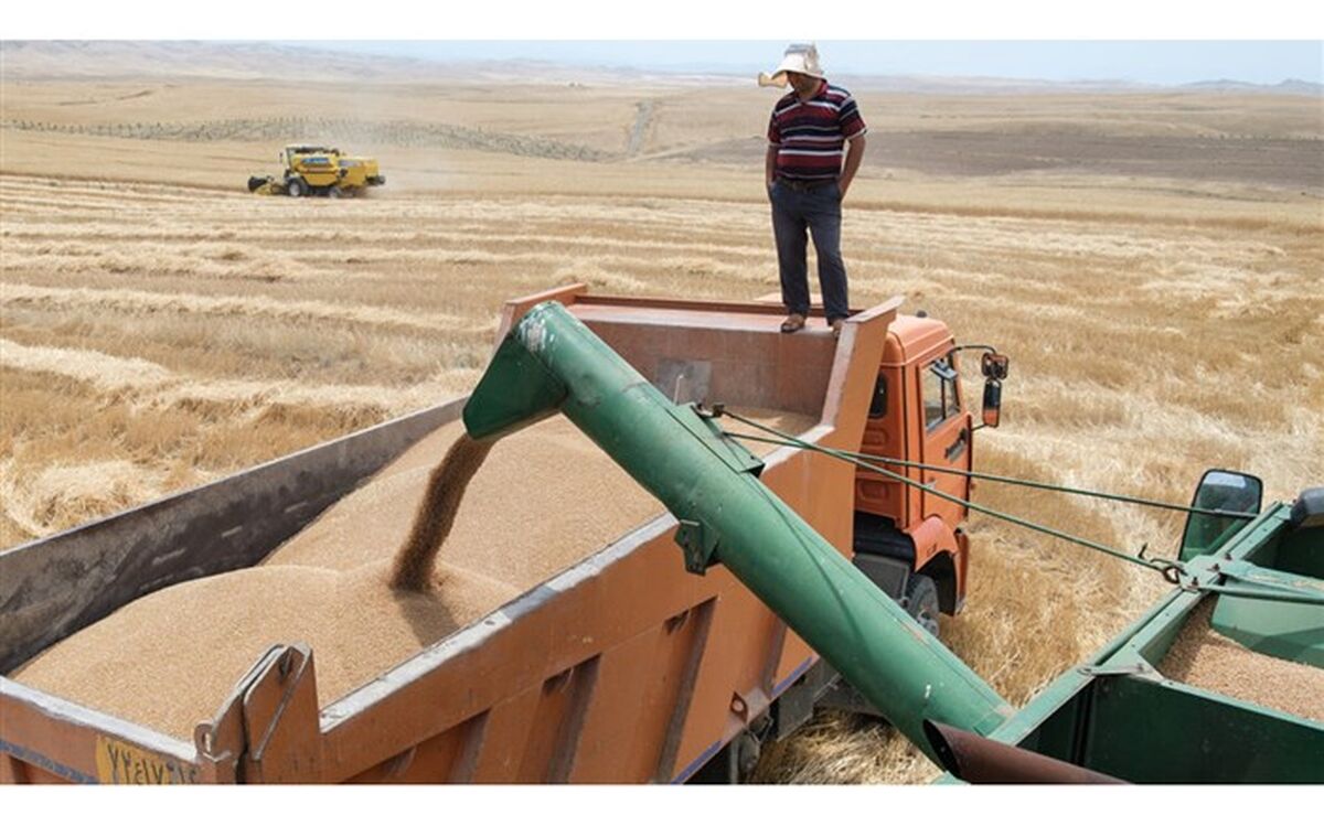 خرید تضمینی بیش از ٨٨۵ هزار تن گندم و کلزا از کشاورزان گلستانی