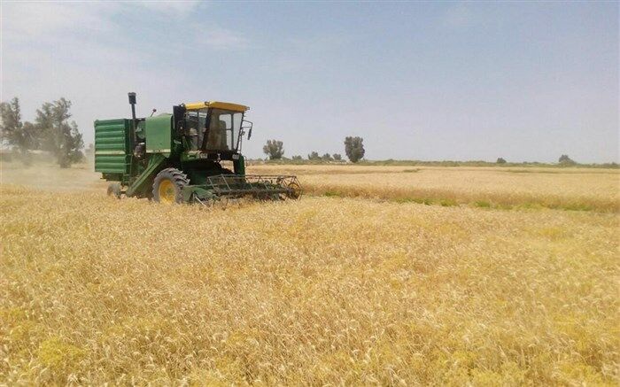 اتمام برداشت گندم در شهرستان  خاش