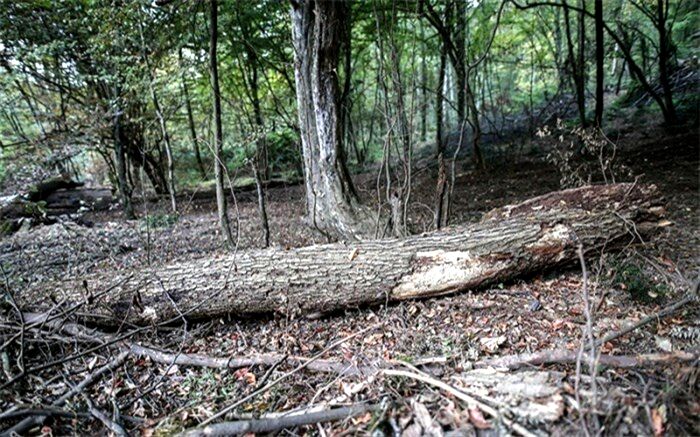 مرگ تدریجی درختان در اردوگاه دانش آموزی البرز