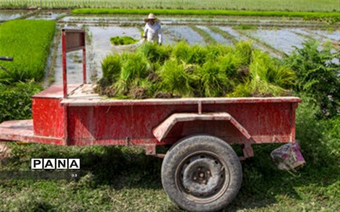 فعالیت هدفمند محققان کشاورزی با اجرای طرح "یاوران تولید"