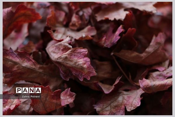 نمایشگاه مجازی آثار هنرجویان هنرستان نمونه دولتی مهر در شیراز