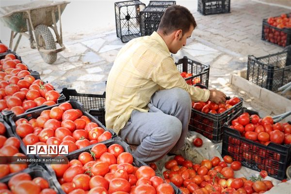 آغاز برداشت گوجه در شهرستان فسا