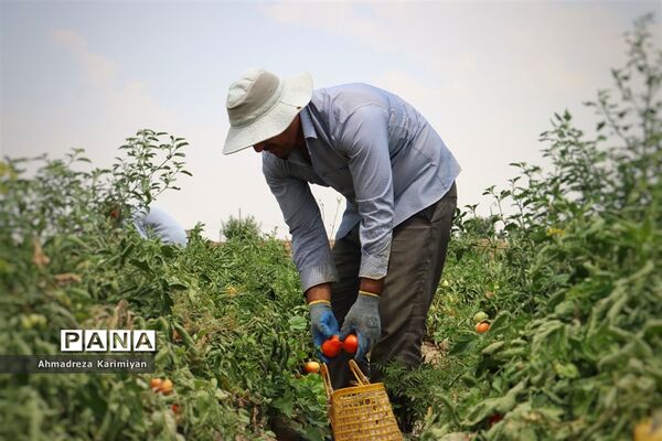 آغاز برداشت گوجه در شهرستان فسا