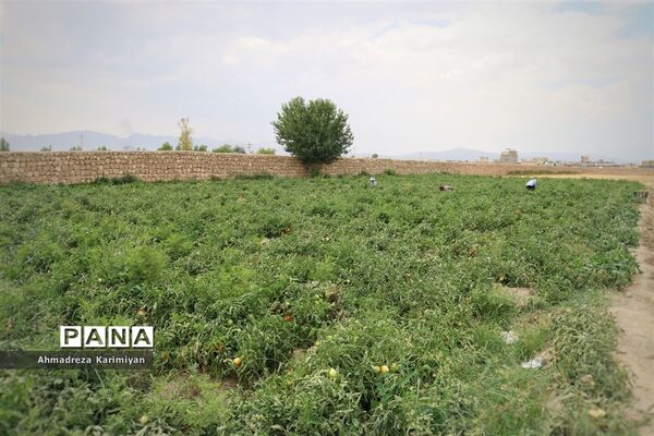 آغاز برداشت گوجه در شهرستان فسا