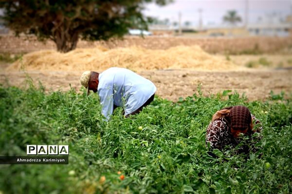 آغاز برداشت گوجه در شهرستان فسا