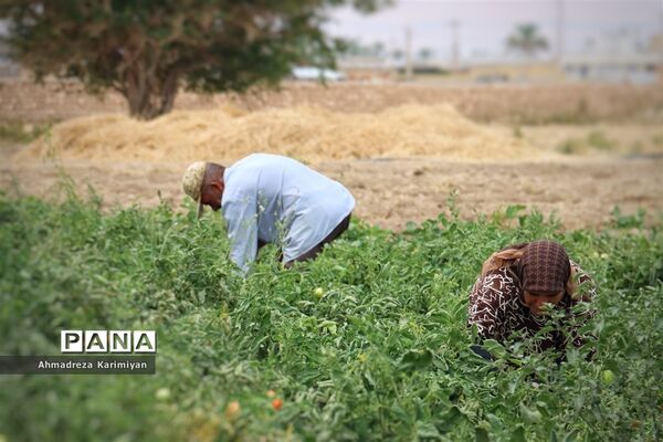 آغاز برداشت گوجه در شهرستان فسا