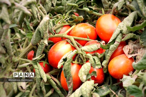 آغاز برداشت گوجه در شهرستان فسا