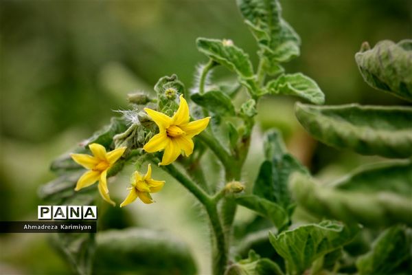 آغاز برداشت گوجه در شهرستان فسا