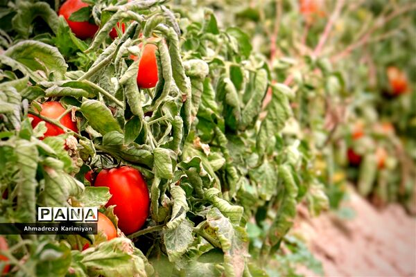 آغاز برداشت گوجه در شهرستان فسا