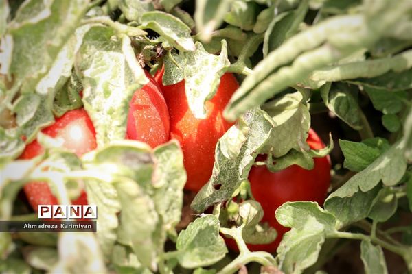 آغاز برداشت گوجه در شهرستان فسا