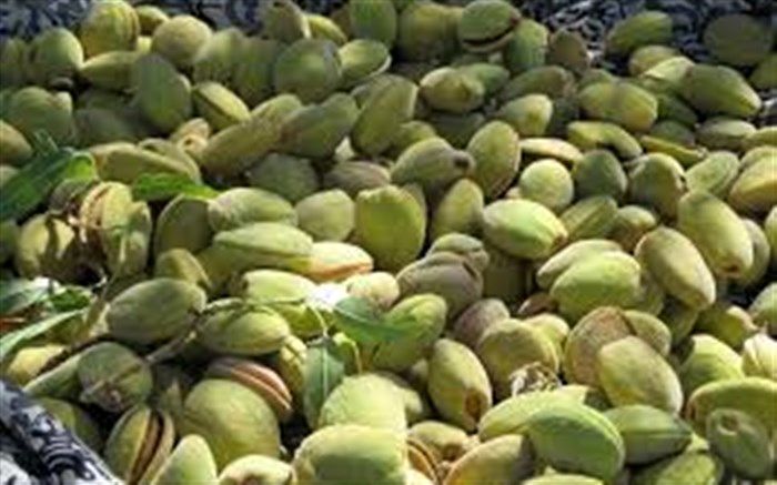 آغاز برداشت بادام از باغ های نی‌ریز
