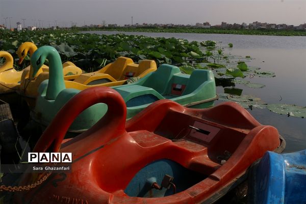 تالاب نیلوفر آبی بابل