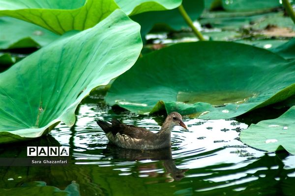 تالاب نیلوفر آبی بابل