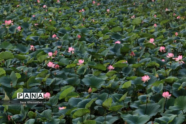 تالاب نیلوفر آبی بابل