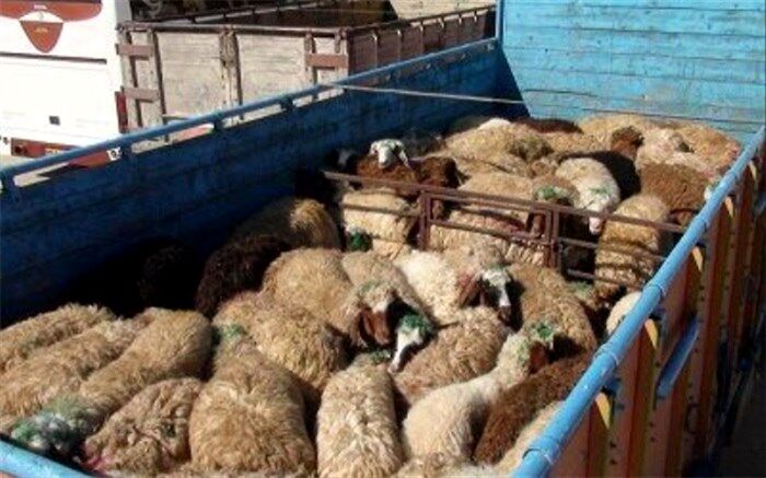 ذبح دام در عید قربان فقط در کشتارگاه‌ها انجام می‌شود