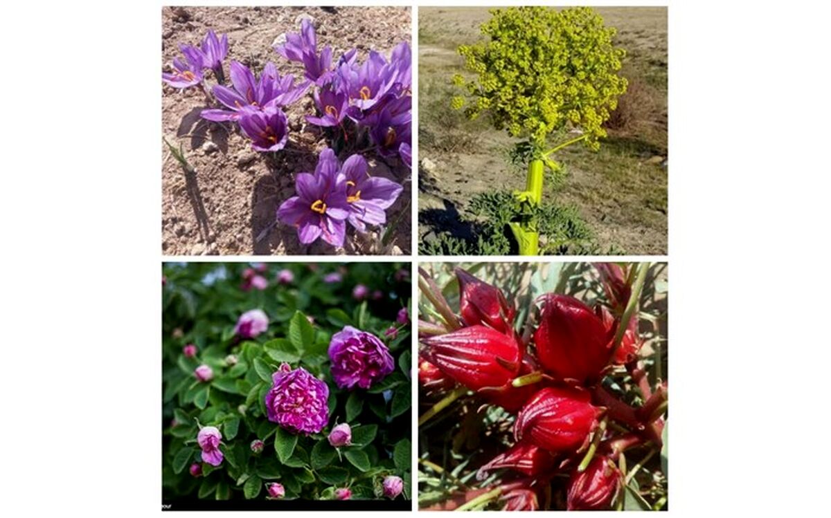 کاشت گیاهان دارویی راهکاری برای برون رفت از خشکسالی