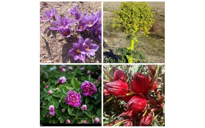 کاشت گیاهان دارویی راهکاری برای برون رفت از خشکسالی