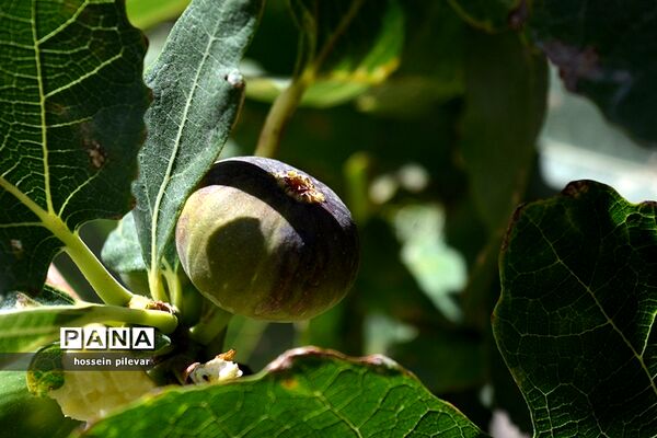 به ثمر رسیدن میوه انجیر در مزارع شهرستان خوسف