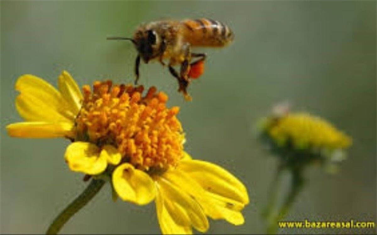 توضیحاتی درباره ادعای درمان کرونا با «نیش زنبور عسل»
