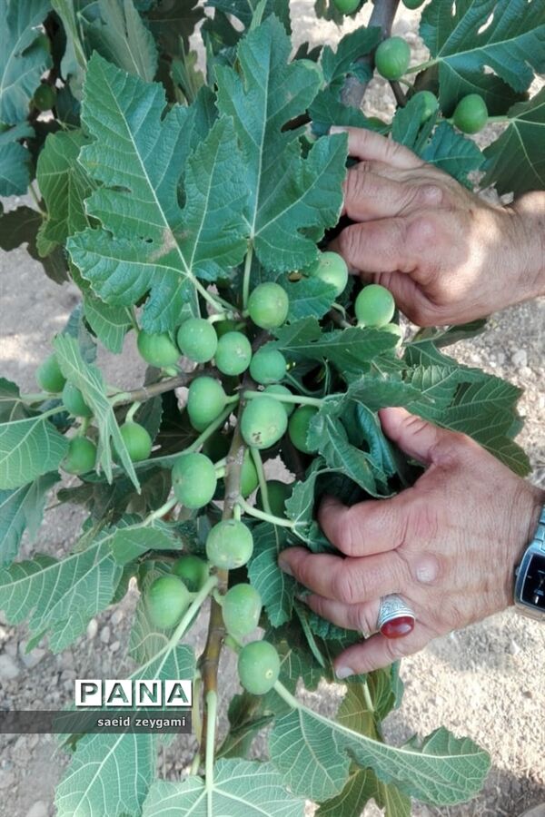 اولین مجموعه باغ نخبه استان فارس درشهر مشکان