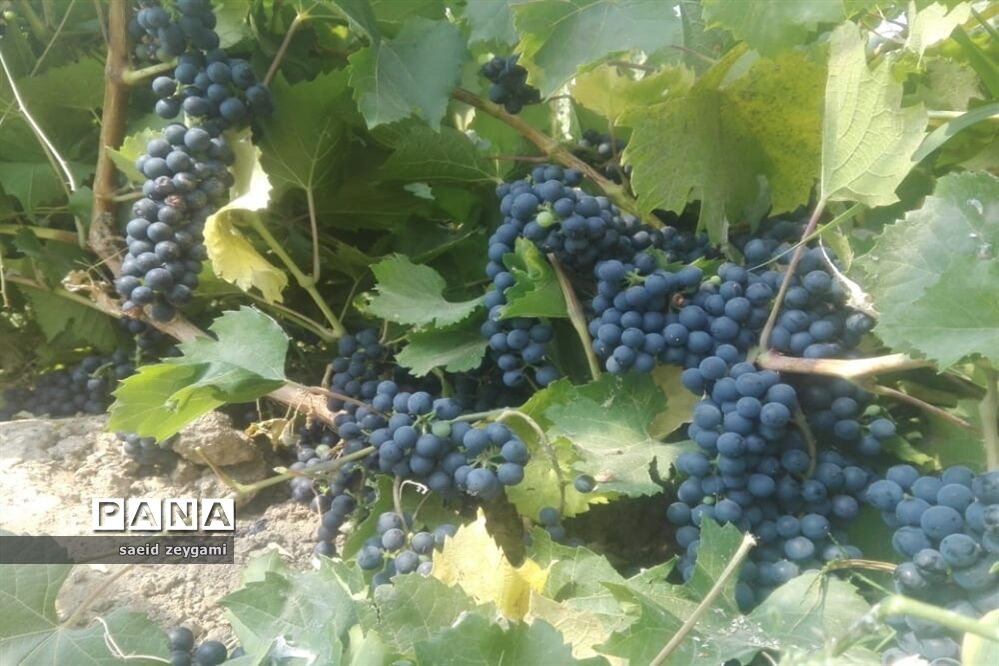 اولین مجموعه باغ نخبه استان فارس درشهر مشکان