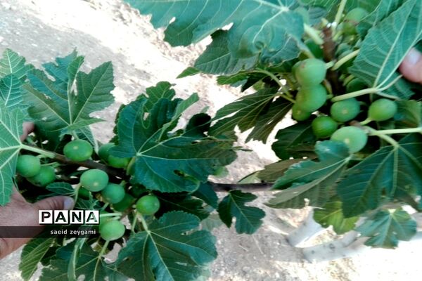 اولین مجموعه باغ نخبه استان فارس درشهر مشکان