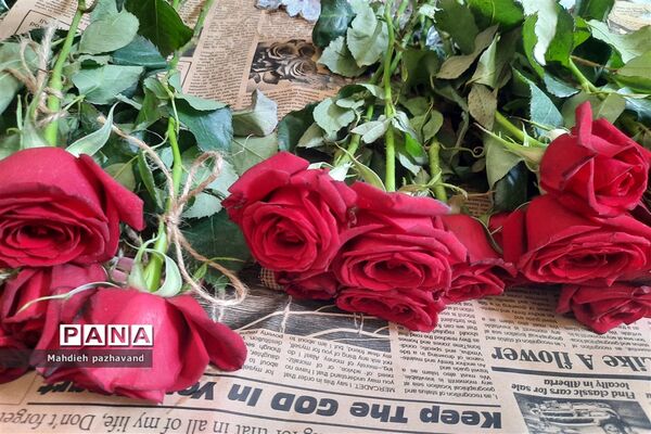 اهدای 1000 شاخه گل رزبه شهروندان شیرازی  به مناسبت عید غدیر